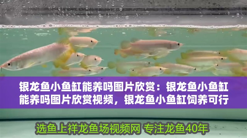 銀龍魚小魚缸能養嗎圖片欣賞：銀龍魚小魚缸能養嗎圖片欣賞視頻，銀龍魚小魚缸飼養可行性及圖片 銀龍魚小魚缸能養嗎圖片欣賞：銀龍魚小魚缸能養嗎圖片欣賞視頻，銀龍魚小魚缸飼養可行性及圖片 水族問答