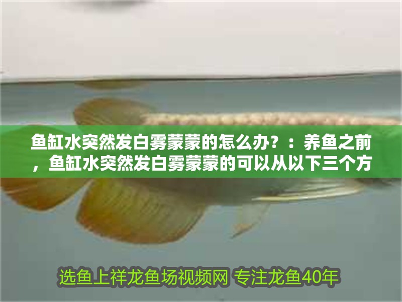 魚缸水突然發白霧蒙蒙的怎么辦？：養魚之前，魚缸水突然發白霧蒙蒙的可以從以下三個方面考慮解決