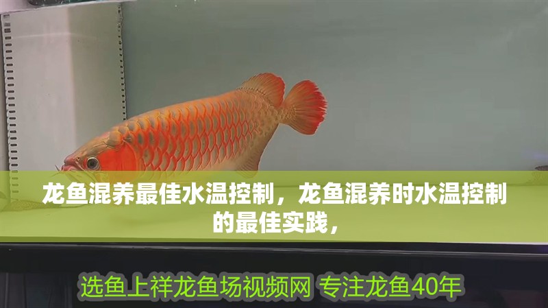 龍魚混養最佳水溫控制，龍魚混養時水溫控制的最佳實踐，