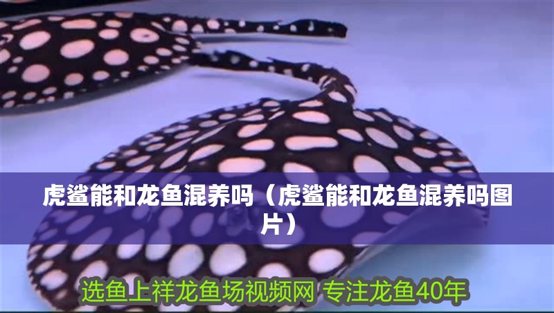 虎鯊能和龍魚混養(yǎng)嗎（虎鯊能和龍魚混養(yǎng)嗎圖片）