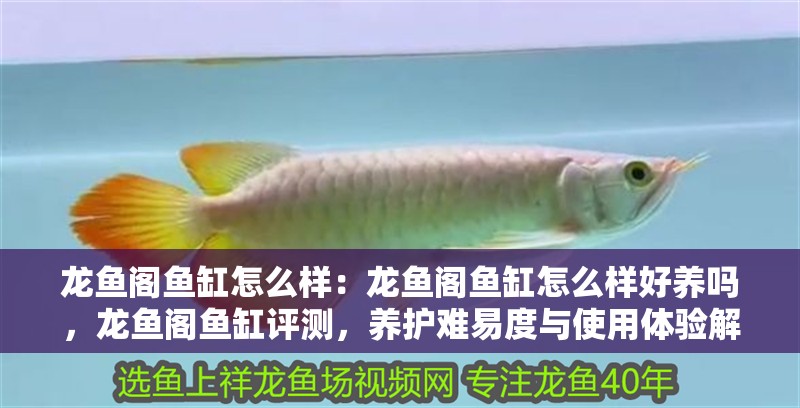 龍魚閣魚缸怎么樣：龍魚閣魚缸怎么樣好養嗎，龍魚閣魚缸評測，養護難易度與使用體驗解析