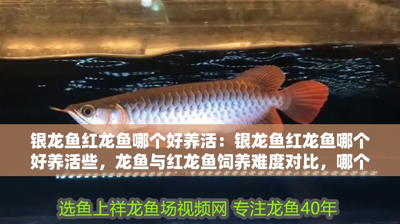 銀龍魚紅龍魚哪個好養(yǎng)活：銀龍魚紅龍魚哪個好養(yǎng)活些，龍魚與紅龍魚飼養(yǎng)難度對比，哪個更好養(yǎng)活？