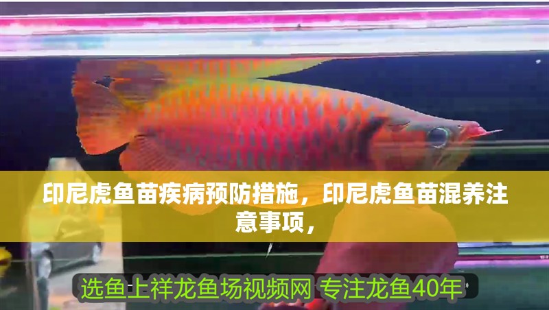 印尼虎魚苗疾病預防措施，印尼虎魚苗混養注意事項，