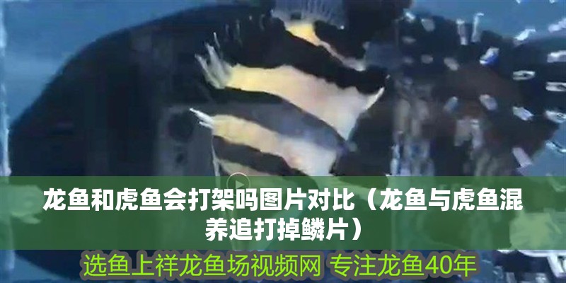 龍魚和虎魚會打架嗎圖片對比（龍魚與虎魚混養追打掉鱗片）