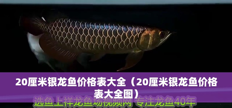 20厘米銀龍魚價格表大全（20厘米銀龍魚價格表大全圖）