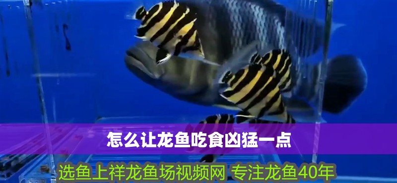 怎么讓龍魚吃食兇猛一點(diǎn) 怎么讓龍魚吃食兇猛一點(diǎn) 龍魚百科 第2張