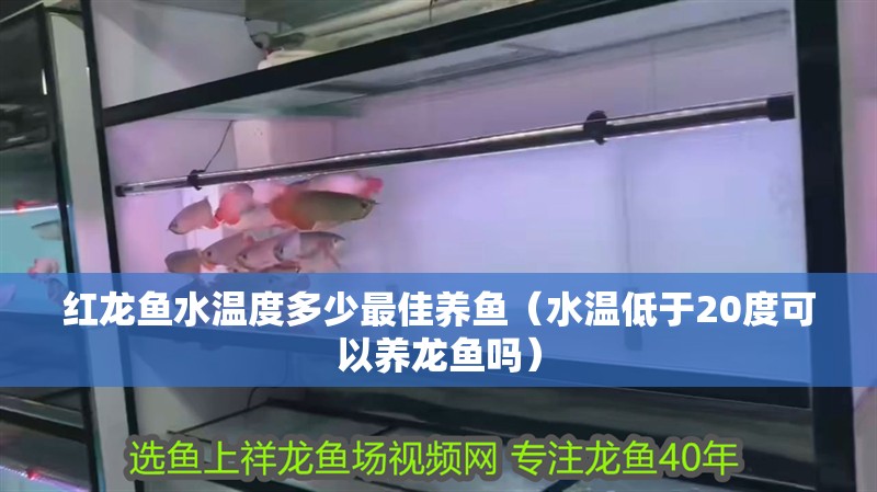 紅龍魚水溫度多少最佳養魚（水溫低于20度可以養龍魚嗎）