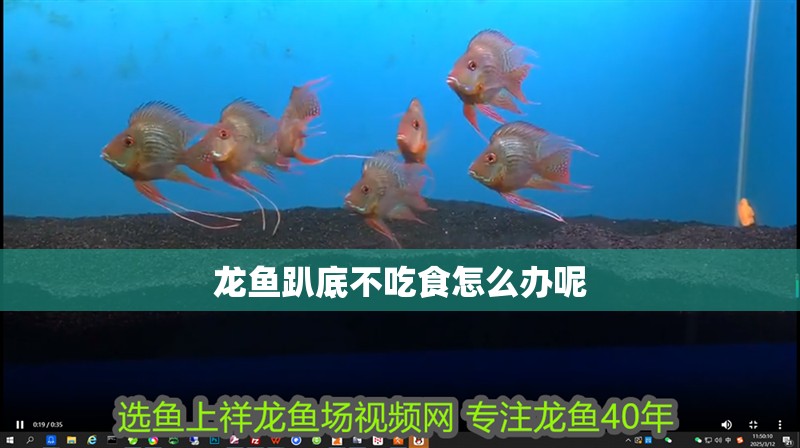龍魚趴底不吃食怎么辦呢 龍魚趴底不吃食怎么辦呢 龍魚百科