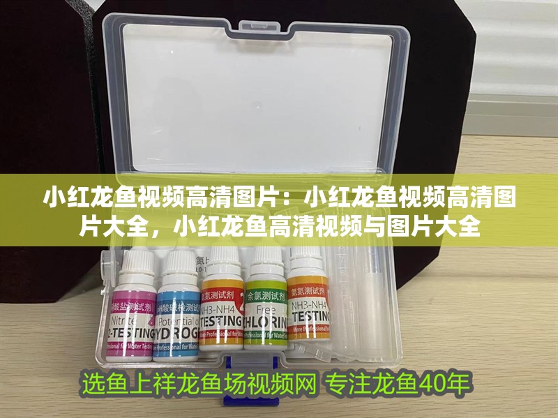 小紅龍魚視頻高清圖片：小紅龍魚視頻高清圖片大全，小紅龍魚高清視頻與圖片大全 小紅龍魚視頻高清圖片：小紅龍魚視頻高清圖片大全，小紅龍魚高清視頻與圖片大全 水族問答