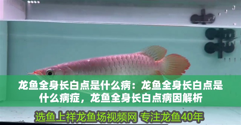 龍魚全身長白點是什么病：龍魚全身長白點是什么病癥，龍魚全身長白點病因解析