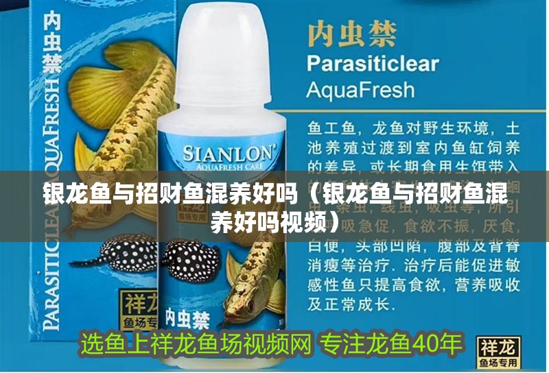 魚缸過濾器選購指南:自制魚缸過濾器魚缸上置過濾器對于養(yǎng)魚愛好者的必備知識 銀龍魚與招財魚混養(yǎng)好嗎(銀龍魚與招財魚混養(yǎng)好嗎視頻) 銀龍魚百科 銀龍魚與招財魚混養(yǎng)好嗎(銀龍魚與招財魚混養(yǎng)好嗎視頻) 銀龍魚與招財魚混養(yǎng)好嗎(銀龍魚與招財魚混養(yǎng)好嗎視頻) 銀龍魚百科