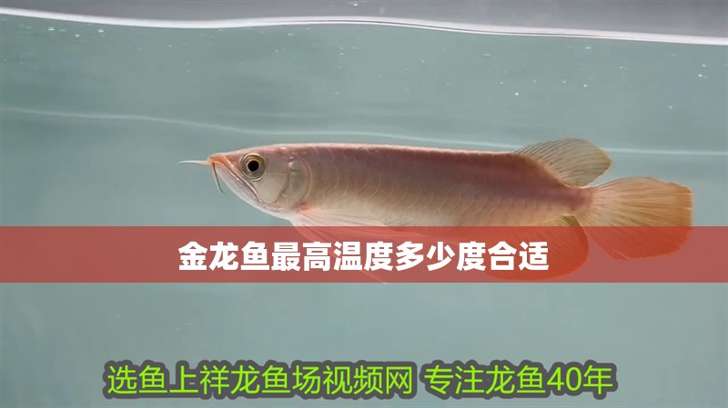 金龍魚最高溫度多少度合適