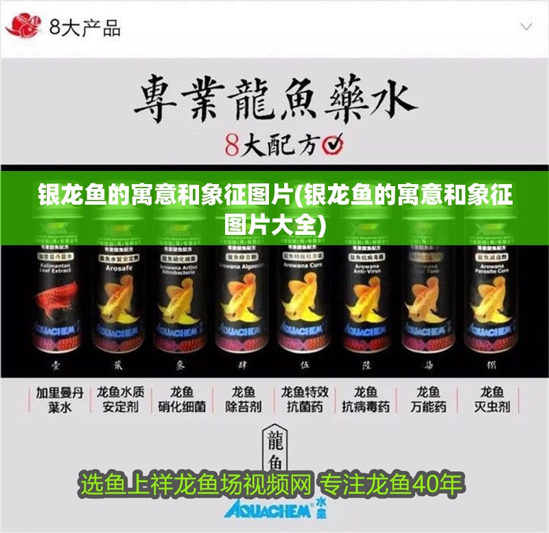 銀龍魚的寓意和象征圖片(銀龍魚的寓意和象征圖片大全) 銀龍魚的寓意和象征圖片(銀龍魚的寓意和象征圖片大全) 銀龍魚百科