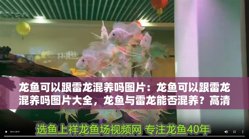 龍魚可以跟雷龍混養嗎圖片：龍魚可以跟雷龍混養嗎圖片大全，龍魚與雷龍能否混養？高清圖片全解析