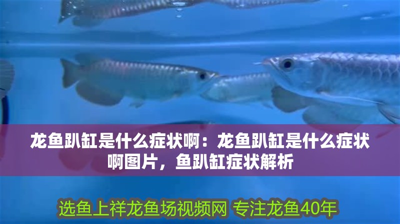 龍魚趴缸是什么癥狀啊：龍魚趴缸是什么癥狀啊圖片，魚趴缸癥狀解析