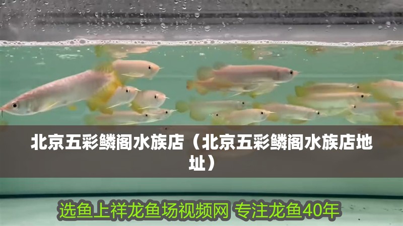 北京五彩鱗閣水族店（北京五彩鱗閣水族店地址）