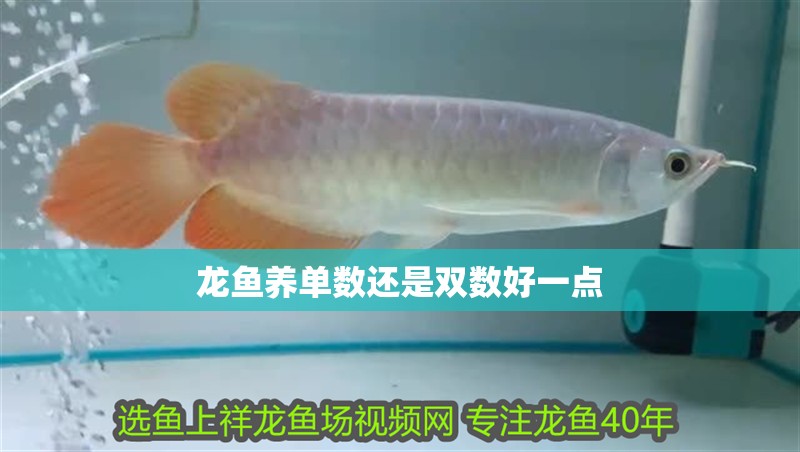 龍魚養(yǎng)單數(shù)還是雙數(shù)好一點 龍魚養(yǎng)單數(shù)還是雙數(shù)好一點 龍魚百科 第2張
