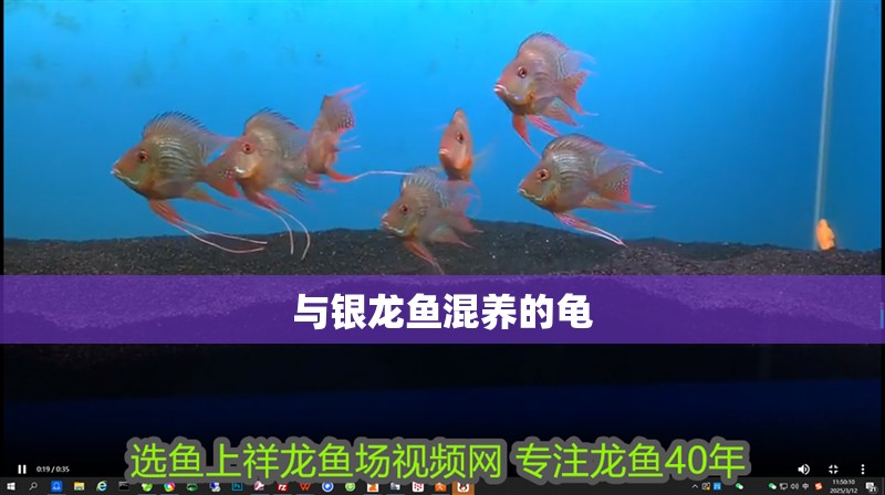 與銀龍魚混養的龜