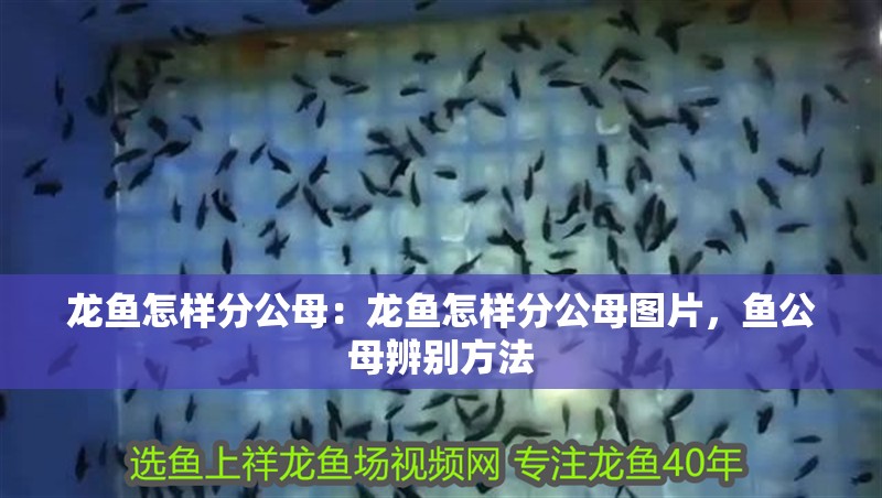 龍魚怎樣分公母:龍魚怎樣分公母圖片,魚公母辨別方法 水族問答 龍魚怎樣分公母:龍魚怎樣分公母圖片,魚公母辨別方法 龍魚怎樣分公母:龍魚怎樣分公母圖片,魚公母辨別方法 水族問答