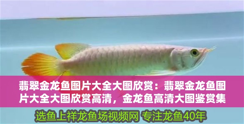 翡翠金龍魚圖片大全大圖欣賞：翡翠金龍魚圖片大全大圖欣賞高清，金龍魚高清大圖鑒賞集錦