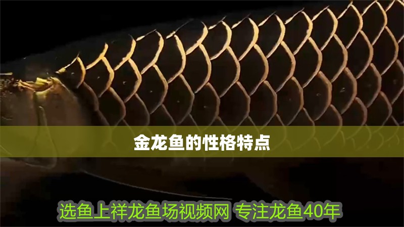金龍魚的性格特點(diǎn)