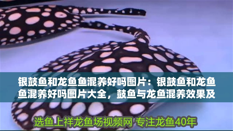 銀鼓魚和龍魚魚混養好嗎圖片：銀鼓魚和龍魚魚混養好嗎圖片大全，鼓魚與龍魚混養效果及