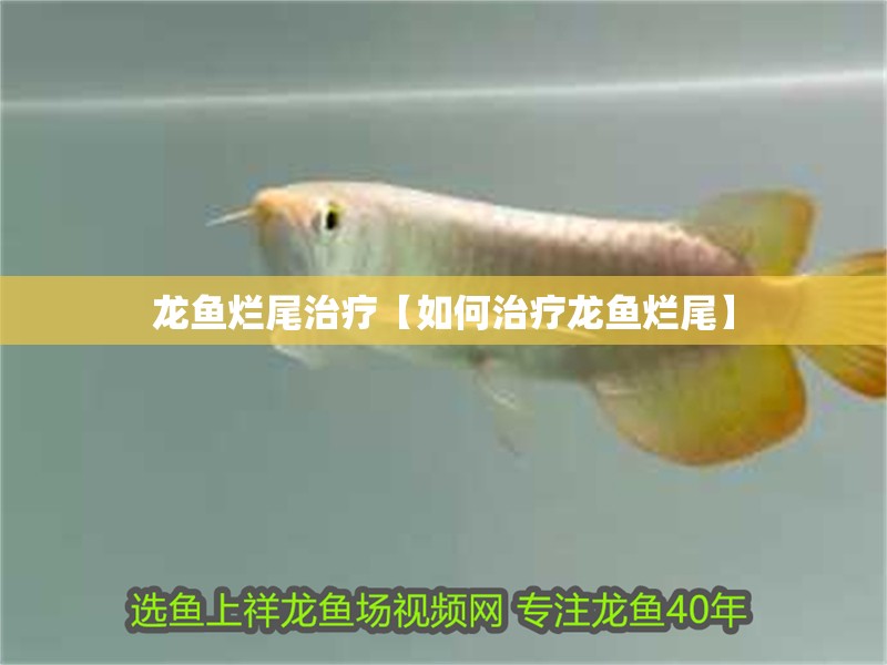 印尼虎魚多少溫度飼養(yǎng)最好:印尼虎魚多少溫度飼養(yǎng)最好印尼虎魚多少溫度飼養(yǎng)最好 龍魚爛尾治療【如何治療龍魚爛尾】 水族問答 龍魚爛尾治療【如何治療龍魚爛尾】 龍魚爛尾治療【如何治療龍魚爛尾】 水族問答