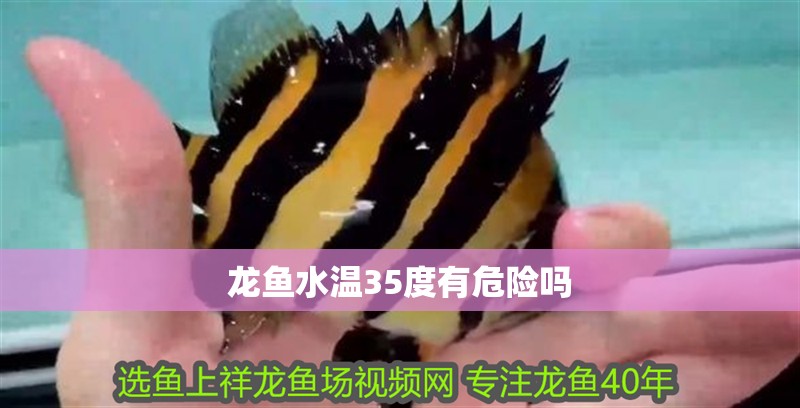 龍魚水溫35度有危險嗎