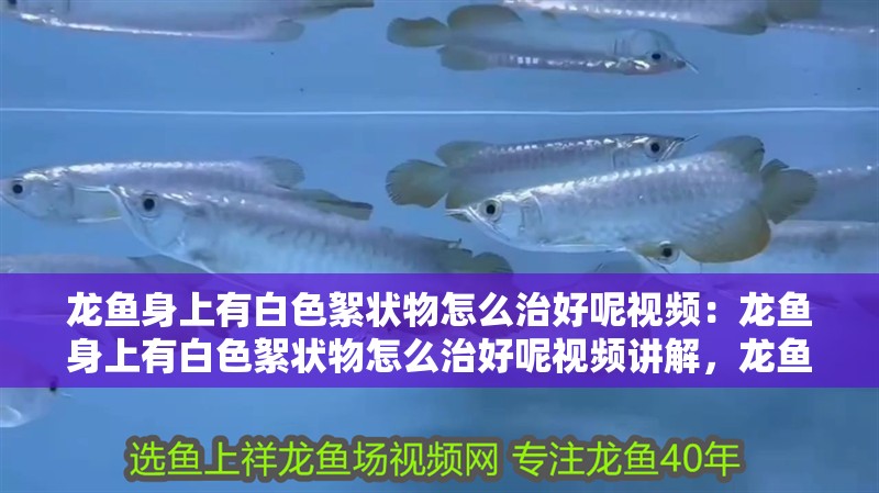 龍魚身上有白色絮狀物怎么治好呢視頻：龍魚身上有白色絮狀物怎么治好呢視頻講解，龍魚身上出現(xiàn)白色絮狀物的治愈