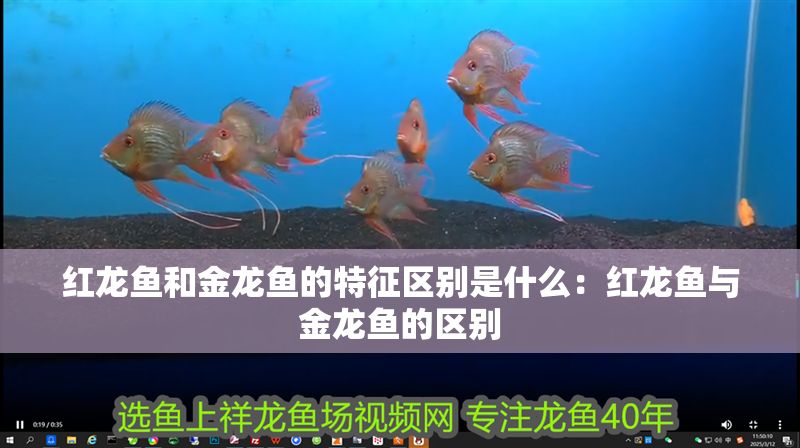 紅龍魚和金龍魚的特征區(qū)別是什么：紅龍魚與金龍魚的區(qū)別