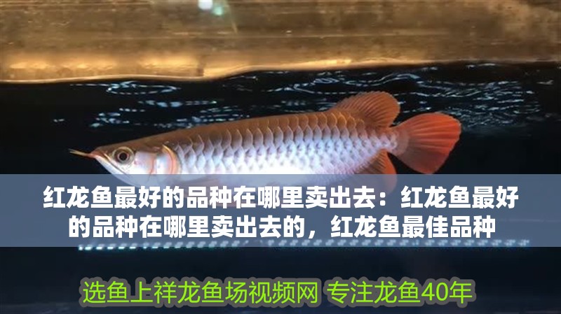 紅龍魚最好的品種在哪里賣出去：紅龍魚最好的品種在哪里賣出去的，紅龍魚最佳品種