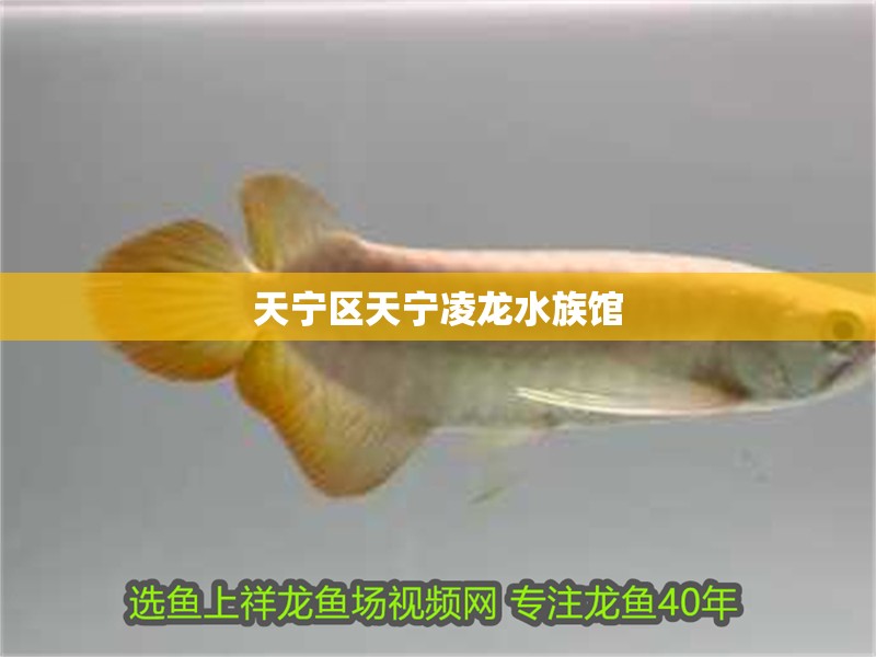 天寧區天寧凌龍水族館
