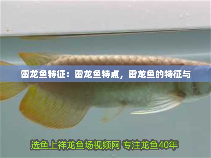 雷龍魚特征：雷龍魚特點，雷龍魚的特征與