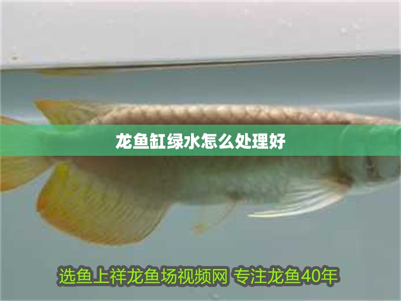 龍魚(yú)缸綠水怎么處理好