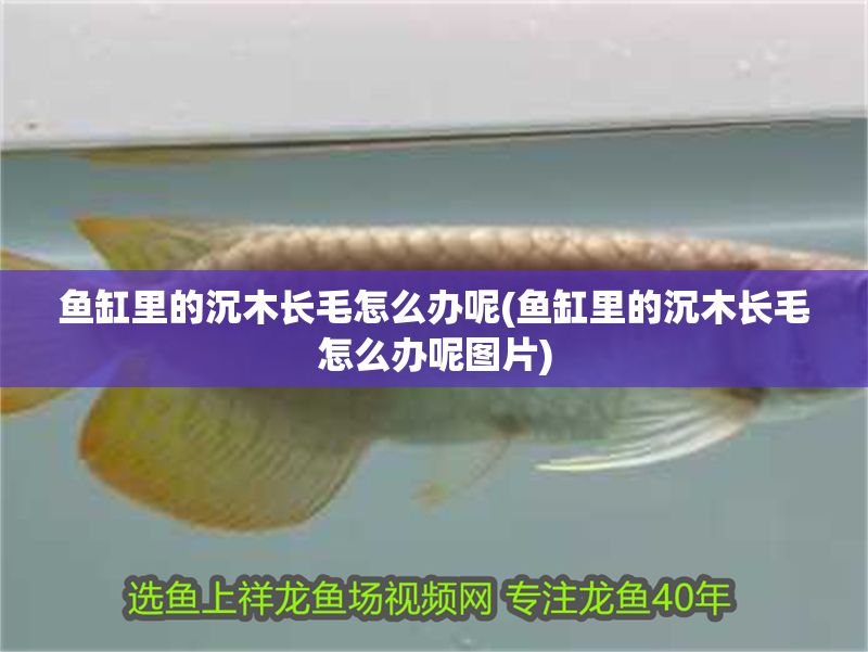 魚缸里的沉木長毛怎么辦呢(魚缸里的沉木長毛怎么辦呢圖片) 錦鯉魚百科 第1張 魚缸里的沉木長毛怎么辦呢(魚缸里的沉木長毛怎么辦呢圖片) 魚缸里的沉木長毛怎么辦呢(魚缸里的沉木長毛怎么辦呢圖片) 錦鯉魚百科 第1張