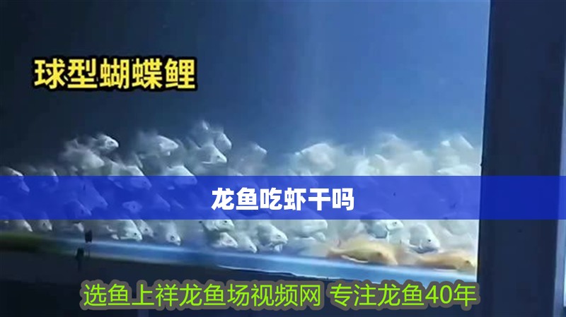 龍魚吃蝦干嗎