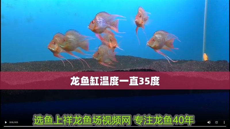 龍魚缸溫度一直35度