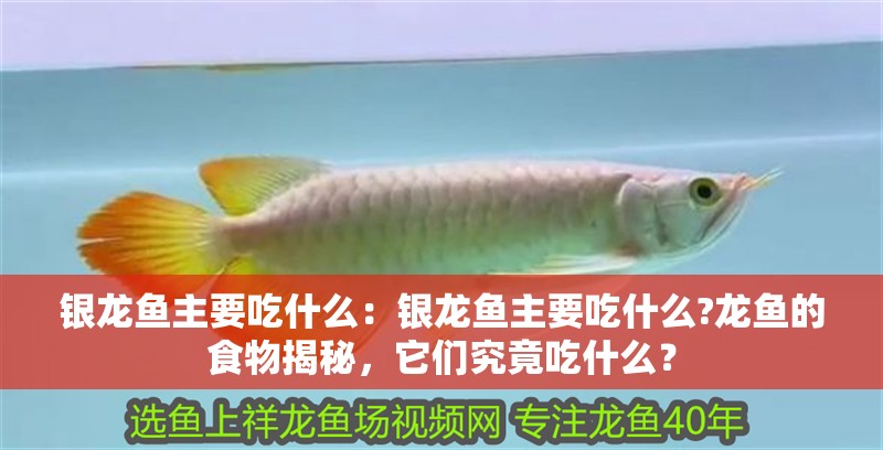 銀龍魚主要吃什么：銀龍魚主要吃什么?龍魚的食物揭秘，它們究竟吃什么？