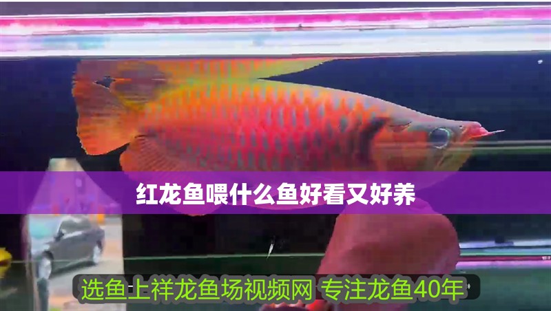 紅龍魚喂什么魚好看又好養(yǎng)