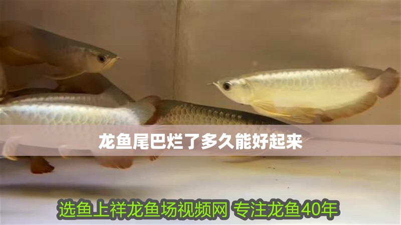 龍魚尾巴爛了多久能好起來