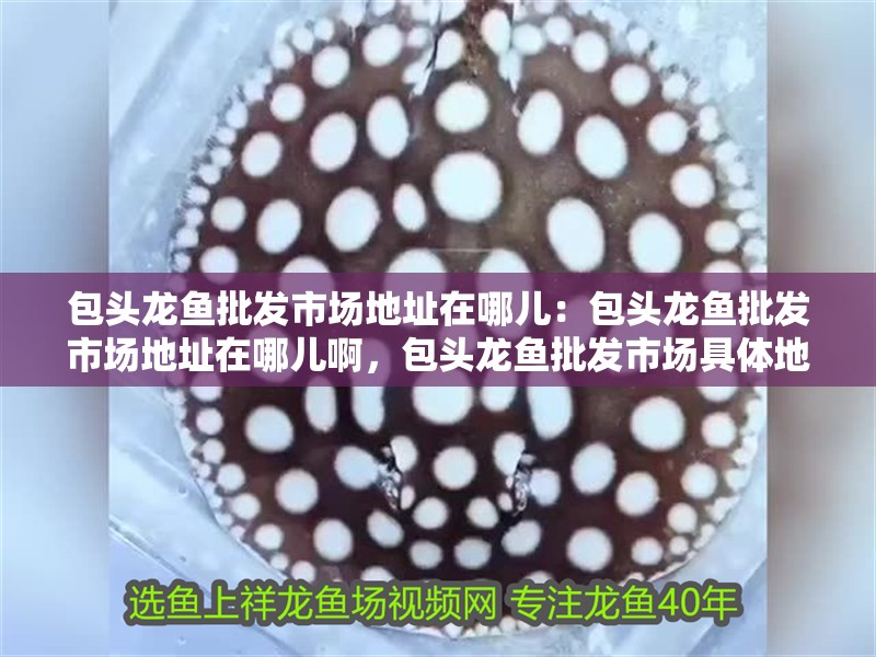 包頭龍魚批發市場地址在哪兒：包頭龍魚批發市場地址在哪兒啊，包頭龍魚批發市場具體地址查詢 包頭龍魚批發市場地址在哪兒：包頭龍魚批發市場地址在哪兒啊，包頭龍魚批發市場具體地址查詢 水族問答