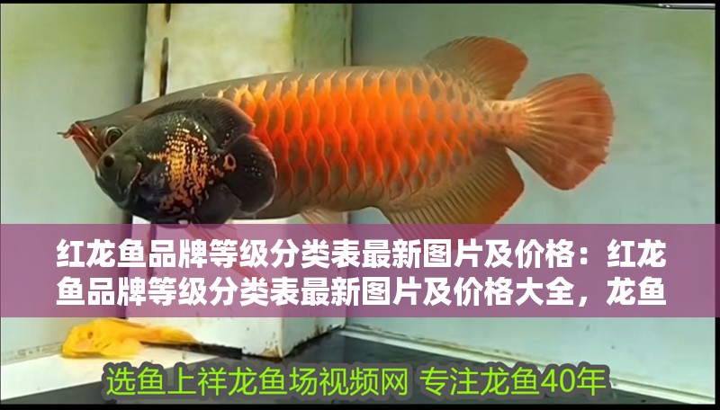 紅龍魚(yú)品牌等級(jí)分類(lèi)表最新圖片及價(jià)格:紅龍魚(yú)品牌等級(jí)分類(lèi)表最新圖片及價(jià)格大全,龍魚(yú)品牌等級(jí)分類(lèi)全覽,最新 水族問(wèn)答 紅龍魚(yú)品牌等級(jí)分類(lèi)表最新圖片及價(jià)格:紅龍魚(yú)品牌等級(jí)分類(lèi)表最新圖片及價(jià)格大全,龍魚(yú)品牌等級(jí)分類(lèi)全覽,最新 紅龍魚(yú)品牌等級(jí)分類(lèi)表最新圖片及價(jià)格:紅龍魚(yú)品牌等級(jí)分類(lèi)表最新圖片及價(jià)格大全,龍魚(yú)品牌等級(jí)分類(lèi)全覽,最新 水族問(wèn)答