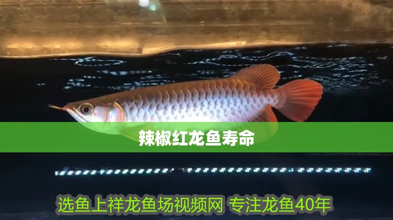 辣椒紅龍魚壽命