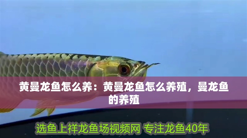 黃曼龍魚怎么養：黃曼龍魚怎么養殖，曼龍魚的養殖 黃曼龍魚怎么養：黃曼龍魚怎么養殖，曼龍魚的養殖 水族問答