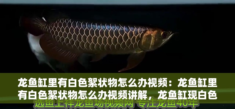 龍魚缸里有白色絮狀物怎么辦視頻：龍魚缸里有白色絮狀物怎么辦視頻講解，龍魚缸現白色絮狀物？視頻詳解應對妙招