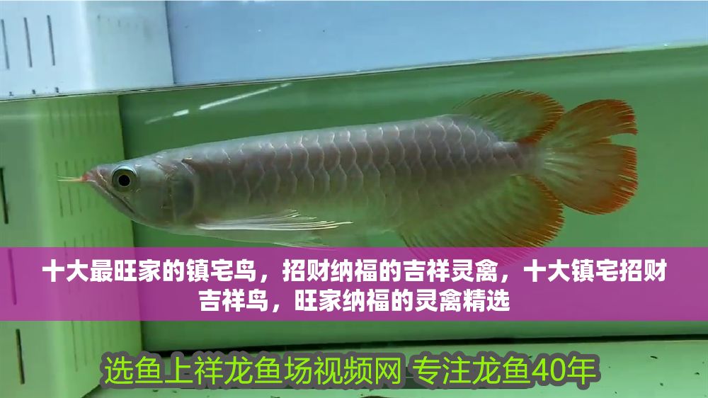 十大最旺家的鎮宅鳥，招財納福的吉祥靈禽，十大鎮宅招財吉祥鳥，旺家納福的靈禽精選