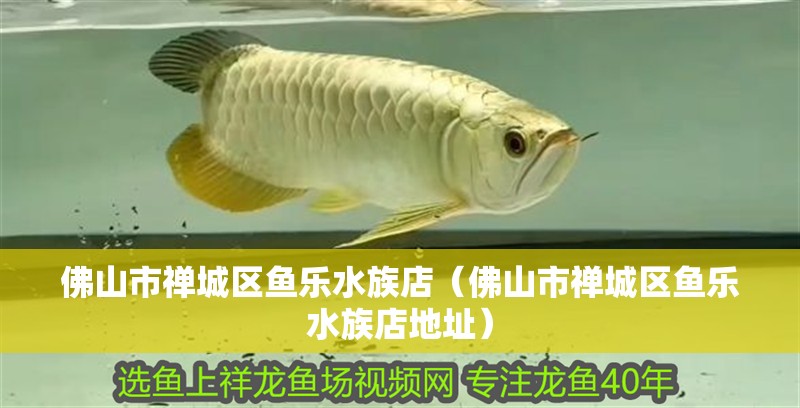 佛山市禪城區魚樂水族店（佛山市禪城區魚樂水族店地址）