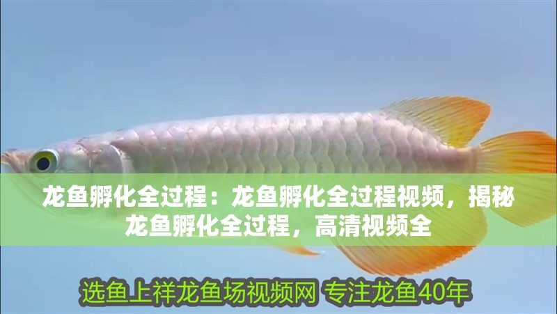龍魚孵化全過程：龍魚孵化全過程視頻，揭秘龍魚孵化全過程，高清視頻全