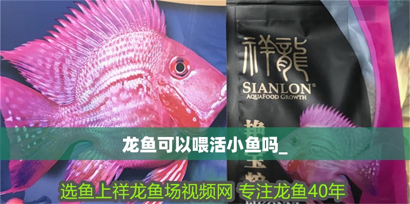 龍魚可以喂活小魚嗎_ 龍魚百科 第2張 龍魚可以喂活小魚嗎_ 龍魚可以喂活小魚嗎_ 龍魚百科 第2張