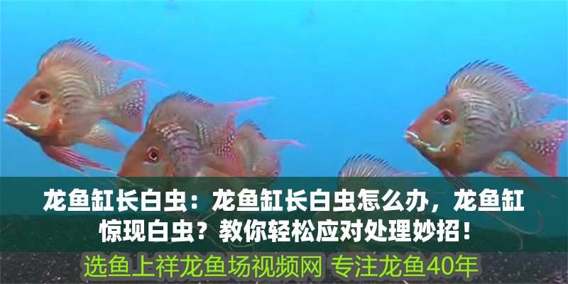 龍魚缸長白蟲：龍魚缸長白蟲怎么辦，龍魚缸驚現白蟲？教你輕松應對處理妙招！